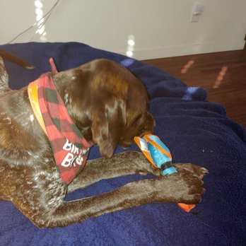 Northwest Pets - Squeaky Duck Toy - Pet Stores Near Me - Meridian, Idaho Northwest Pets - Squeaky Duck Toy - Pet Stores Near Me - Meridian, Idaho