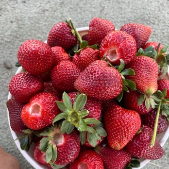 Sun Strawberry - Fruits & Veggies Near Me - Elk Grove, California Sun Strawberry - Fruits & Veggies Near Me - Elk Grove, California