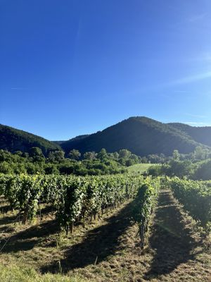 Domäne Wachau by null