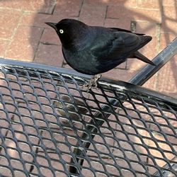 Jardines De San Juan - Blackbirds flying freely .. loved them