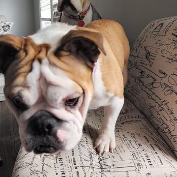 Fancy Nancy's Pet Services - Pet Sitting Near Me Fancy Nancy's Pet Services - Pet Sitting Near Me