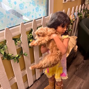 Dog Den - Pet Groomers Near Me - Anaheim, California Dog Den - Pet Groomers Near Me - Anaheim, California