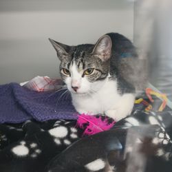 Animal Care Centers of NYC - Cat