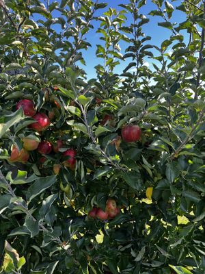 Belkin Family Lookout Farm - U-Pick Orchard - Taproom, Outdoor Dining and Market by null