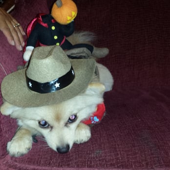PetSmart - Hello everyone my names Osito! Thanks Petsmart for this scary costume! Happy Halloween! I'll be 1yrs old on the 31st of October. - Pet Stores Near Me - Bakersfield, California PetSmart - Hello everyone my names Osito! Thanks Petsmart for this scary costume! Happy Halloween! I'll be 1yrs old on the 31st of October. - Pet Stores Near Me - Bakersfield, California