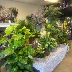 Beverly's Florist - Plants