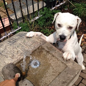 The Dandy Dogwalker - Brooklyn - herman stopped for a water break on a hot summer day - Dog Walkers Near Me - Brooklyn, New York The Dandy Dogwalker - Brooklyn - herman stopped for a water break on a hot summer day - Dog Walkers Near Me - Brooklyn, New York