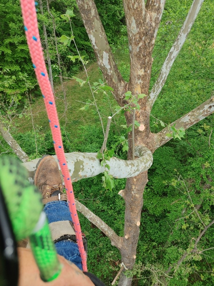 Mike Tree MIKES TREE SERVICE - Updated September 2024 - Request a Quote - 24 ...