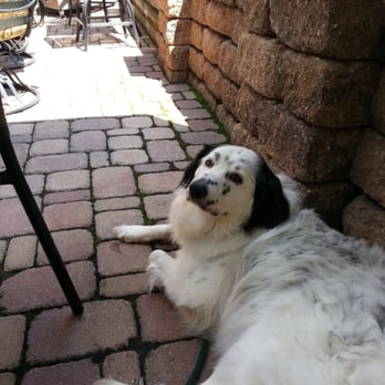 Monte Carlo - Our pooch chill'n with us on the patio. - Steakhouses Near Me - Minneapolis, Minnesota Monte Carlo - Our pooch chill'n with us on the patio. - Steakhouses Near Me - Minneapolis, Minnesota