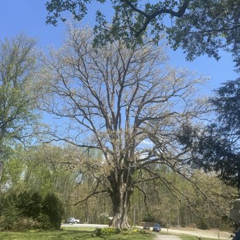 Marked Tree Vineyard - Beautiful tree - Wineries Near Me - Flat Rock, North Carolina Marked Tree Vineyard - Beautiful tree - Wineries Near Me - Flat Rock, North Carolina