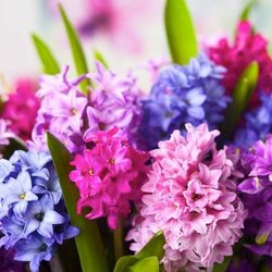 Salisbury Flower Shop