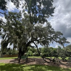 Big Tree Park