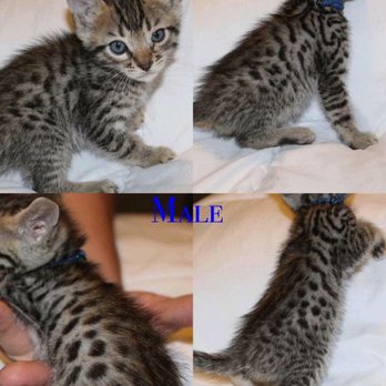 Stillwater Preimer Bengal Cats - Pet Breeders Near Me - Stillwater, Minnesota Stillwater Preimer Bengal Cats - Pet Breeders Near Me - Stillwater, Minnesota