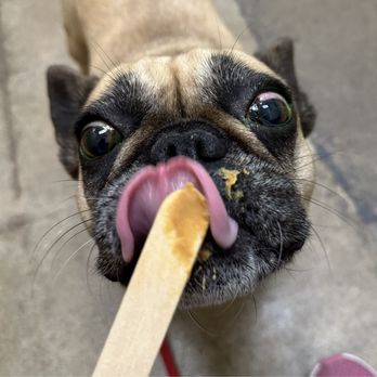 Sactown Vet - Peanut butter to get her to sit still - Veterinarians Near Me - Sacramento, California