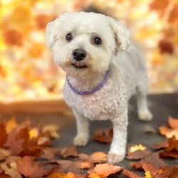 Groesbeck Animal Hospital - Levi!  He has been revived thanks to Groesbeck Animal hospital!