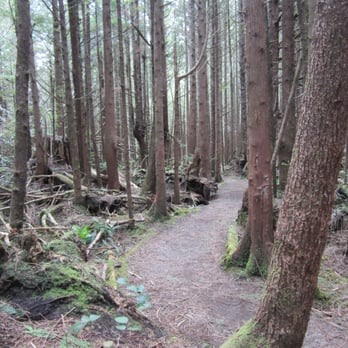 Shi Shi Beach - Easy beginning of the hike. - Parks Near Me - Neah Bay, Washington