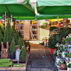 Blume 2000 - Flower Power in Blankenese  (12/2016)