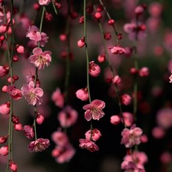 Wildflowers Chiropractic