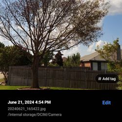 Five Star Fertilizing & Weed Control - The dead tree.