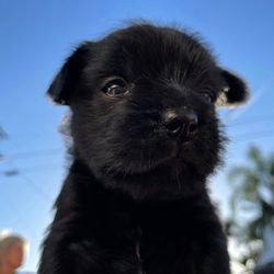 Furballs Furever Rescue - Foster puppies!