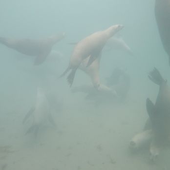 Aquarius Dive Shop - Dive Shops Near Me - Monterey, California