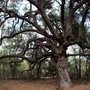 Photo of Medea Creek Natural Park