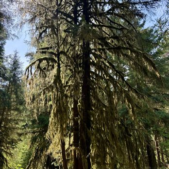 Hoh Rainforest - Hiking Near Me - Forks, Washington Hoh Rainforest - Hiking Near Me - Forks, Washington