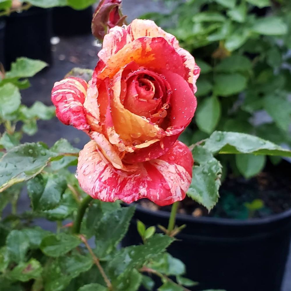 BLOOMING HOUSE NURSERY Updated September 2024 68 Photos 15220 W