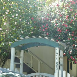 Camellia House - Camellia House