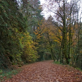 Forest Park - Parks Near Me - Portland, Oregon