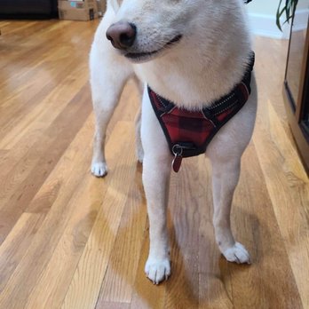 Bobby & Paws Pet Studio - So happy and clean! - Pet Groomers Near Me - Queens, New York