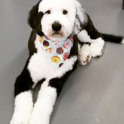 Bubbles & Bows Dog Grooming