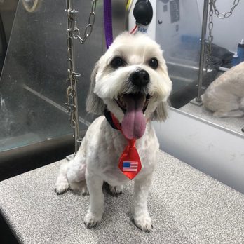Pawgo - Pet Groomers Near Me - Phoenix, Arizona Pawgo - Pet Groomers Near Me - Phoenix, Arizona