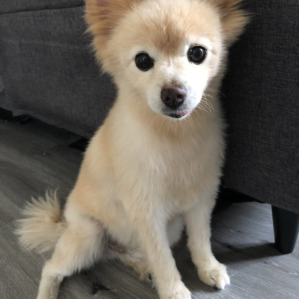 OC Pom Rescue - Community Service/Non-Profit Near Me - Huntington Beach, California OC Pom Rescue - Community Service/Non-Profit Near Me - Huntington Beach, California