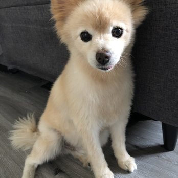 OC Pom Rescue - Community Service/Non-Profit Near Me - Huntington Beach, California