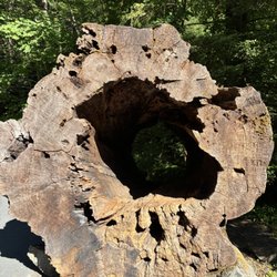 Ancient Redwoods RV Park