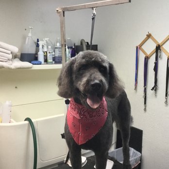 Bubble N Trouble Dog Grooming - Pet Groomers Near Me - Westminister, Colorado Bubble N Trouble Dog Grooming - Pet Groomers Near Me - Westminister, Colorado