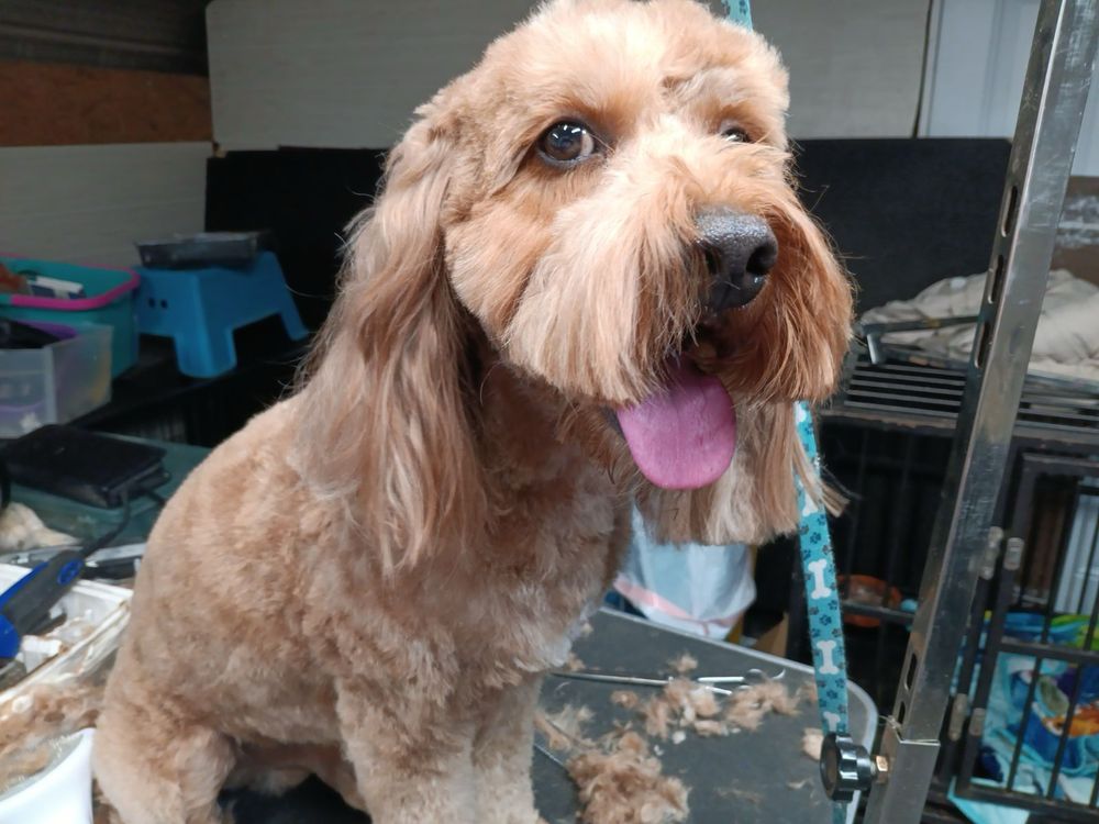 SAMANTHA MOBILE GROOMING SALON Updated June 2024 Bolivar, Tennessee Pet Groomers Phone