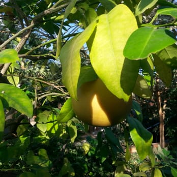 Matthaei Botanical Gardens - Grapefruit! - Botanical Gardens Near Me - Ann Arbor, Michigan Matthaei Botanical Gardens - Grapefruit! - Botanical Gardens Near Me - Ann Arbor, Michigan