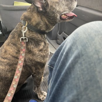 Pet Chauffeur - Jackson in Pet Chauffer - Pet Transportation Near Me