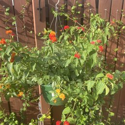 New plant