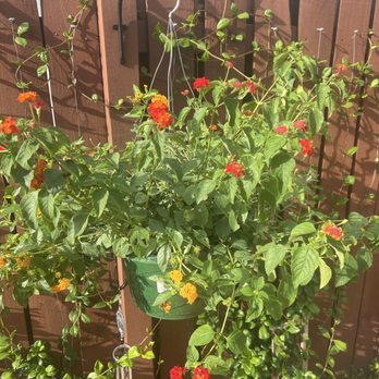 Casaplanta Garden Center - New plant - Nurseries & Gardening Near Me - Miami, Florida