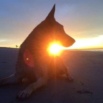 Blessed Dog - Pet Training Near Me