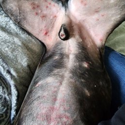 The bacterial rash my dog received at this facility. The bacterial rash my dog received at this facility.