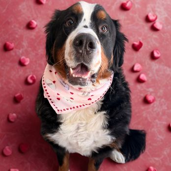 Groom N' Scoop - Bear - Pet Groomers Near Me Groom N' Scoop - Bear - Pet Groomers Near Me