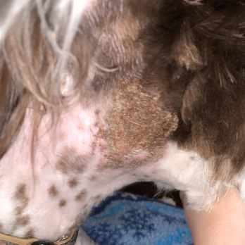 Most Valuable Pets - Behind her ears before we went to the vet. - Pet Stores Near Me - Lexington, Kentucky