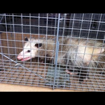 BEC Pest Management - Pest Control Near Me