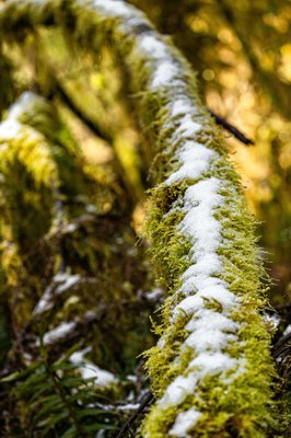 Hoh Rain Forest by null