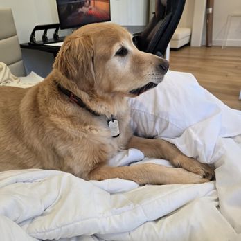 Best Friends Bellevue - Mr Charlie - Pet Groomers Near Me - Bellevue, Washington Best Friends Bellevue - Mr Charlie - Pet Groomers Near Me - Bellevue, Washington