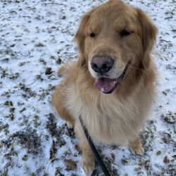 Catherine's Pet Parlor - Fluffy Golden Retriever